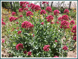 flowers in stuherland